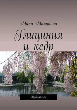 Мила Малинина Глициния и кедр. Избранное обложка книги