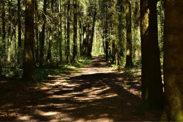 The sun shines brightly on everything but in some places there are shadows - фото 3