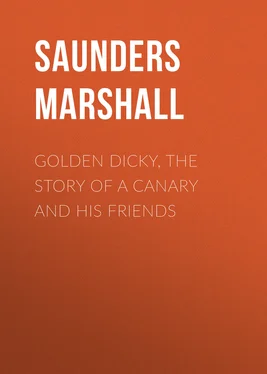 Marshall Saunders Golden Dicky, The Story of a Canary and His Friends обложка книги