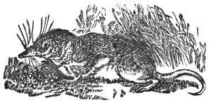 SHREWMOUSE Numbers of the shrews may be found towards the end of the autumn - фото 9