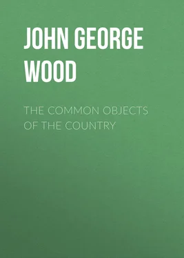 John George Wood The Common Objects of the Country обложка книги