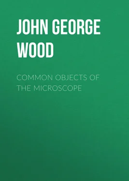 John George Wood Common Objects of the Microscope обложка книги