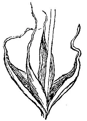 Fig 1 5 Fastening on that I take the Flora Danica 7 7 Properly Floræ - фото 1