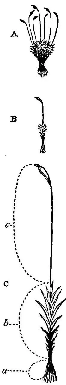 Fig 2 8 Out of its emerald green cushions of minute leaves there rise here - фото 2