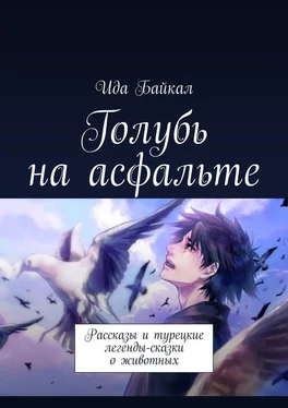 Ида Байкал Голубь на асфальте. Рассказы и турецкие легенды-сказки о животных обложка книги