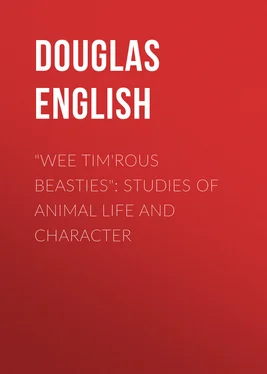 Douglas English Wee Tim'rous Beasties: Studies of Animal life and Character обложка книги