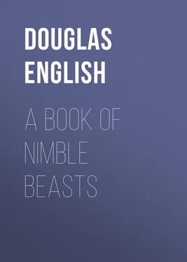 Douglas English A Book of Nimble Beasts обложка книги