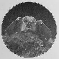 The Lesser Horseshoe Bat You can see his noseleaf shaped like a horseshoe - фото 4