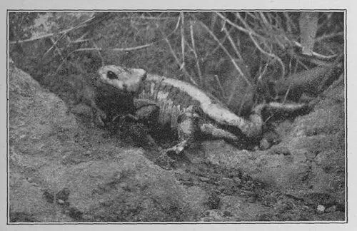 The Salamander had not moved an Inch Two yellow eyes were peeping round a - фото 24