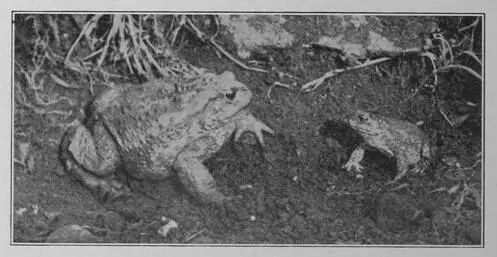 I see a Natterjack he said a Starveling Mouse Legged Natterjack I sent - фото 29