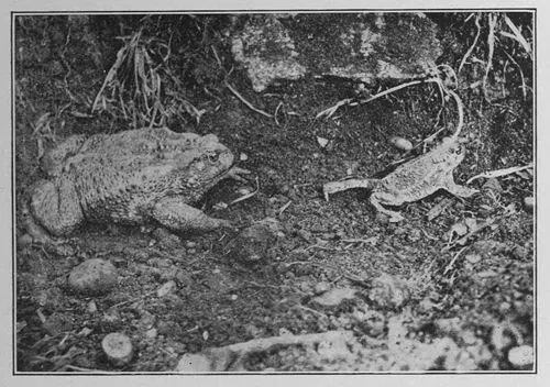 Fetch him thundered the King Toad The Natterjack Fled Headlong The - фото 30