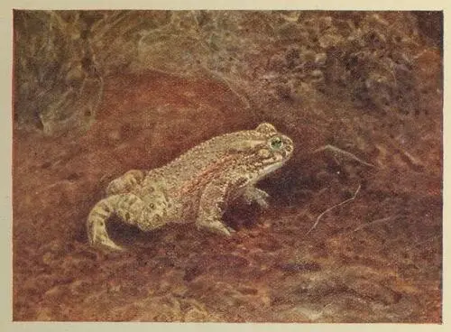 The Green Toad slowly stretched himself That said he thats not French - фото 31