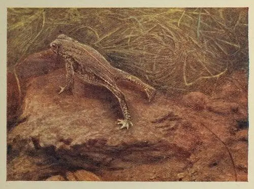 At the fifth stonea bulky slanting one he sighted the French Frog He steered - фото 32