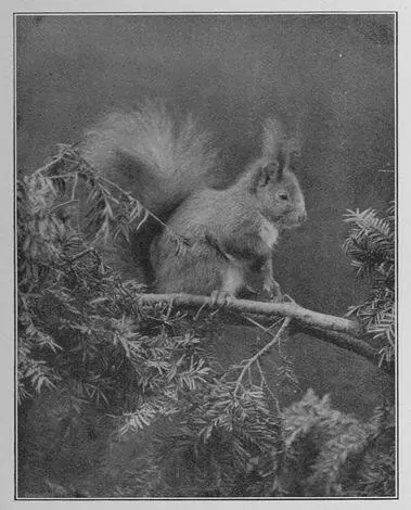 The Squirrel Squirrel means Shadowtail Then there is the harvestmouses - фото 44