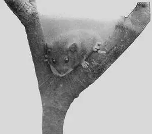 The Dormouse Now there are other things for you to learn about animals nests - фото 46