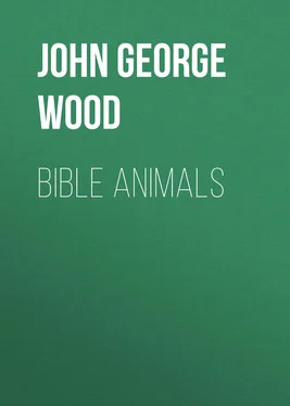 John George Wood Bible Animals обложка книги