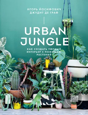 Джудит де Граф Urban Jungle. Как создать уютный интерьер с помощью растений обложка книги