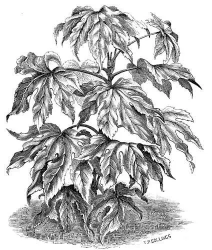 Fig 15 Aralia Sieboldi Onetenth natural size The order Araliaceæ is - фото 9