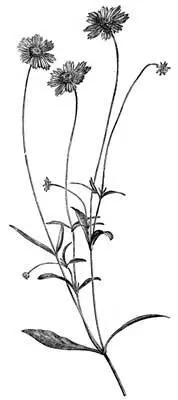 Fig 26 Coreopsis Auriculata onefourth natural size The oldest species of - фото 13