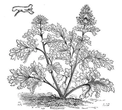 Fig 29 Corydalis Nobilis Onehalf natural size blossom natural size A - фото 14