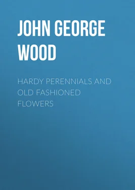 John George Wood Hardy Perennials and Old Fashioned Flowers обложка книги