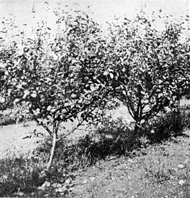 FIG 1DWARF APPLE TREES IN WESTERN NEW YORK Dwarf fruit trees have not been - фото 1