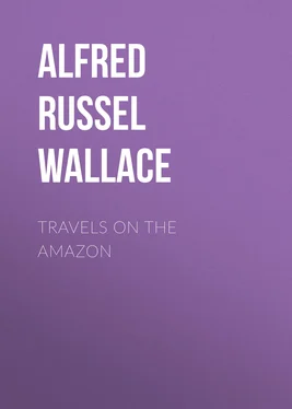 Alfred Wallace Travels on the Amazon обложка книги