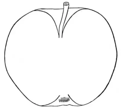Fruit is large and when fully ripe of a dead gold color dotted with many - фото 20