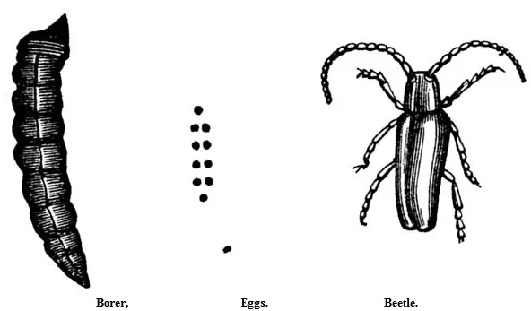 Caterpillars are the product of a miller of a reddishbrown color measuring - фото 2