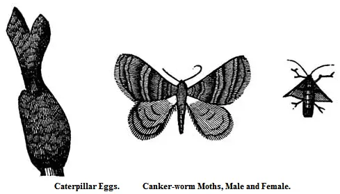 Cankerworm The male moth has paleash colored wings with a black dot and - фото 3