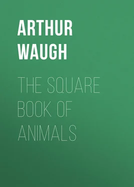 Arthur Waugh The Square Book of Animals обложка книги