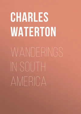 Charles Waterton Wanderings in South America обложка книги