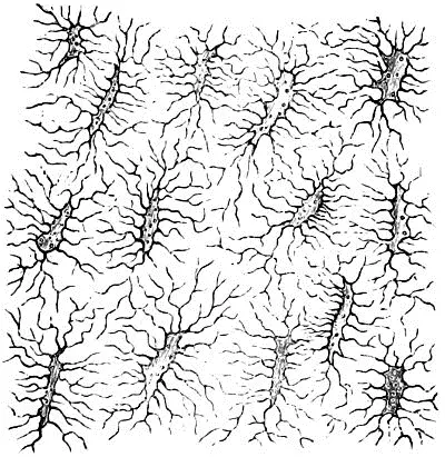Fig 24 Knochenkörperchen aus einem pathologischen Knochen von der Dura mater - фото 13