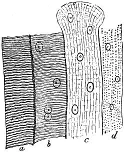Fig 25 Eine Gruppe von Muskelprimitivbündeln Muskelfasern a Die - фото 14