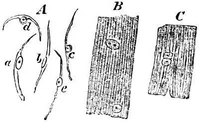 Fig 26 Muskelelemente aus dem Herzfleische einer Puerpera A - фото 15