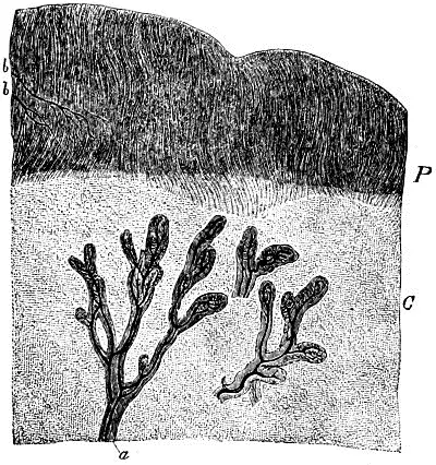 Fig 37 Durchschnitt des CalcaneusKnorpels vom Neugebornen C der Knorpel - фото 20