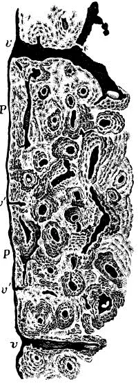 Fig 38 Knochenschliff aus der compacten Rindensubstanz eines Os femoris P P - фото 21