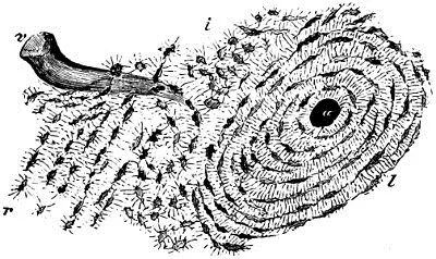 Fig 39 Knochenschliff a querdurchschnittener Mark Gefäss Kanal um - фото 22