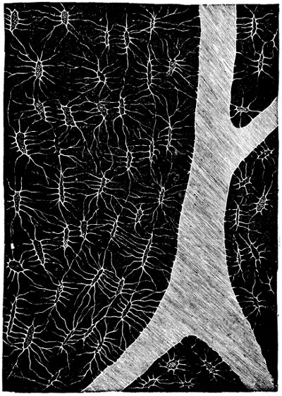 Fig 41 Schliff aus einem neugebildeten Knochen der Arachnoides cerebralis - фото 23