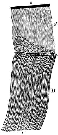 Fig 42 Zahnschliff von der Krone a äussere Oberfläche des Zahns i innere - фото 24