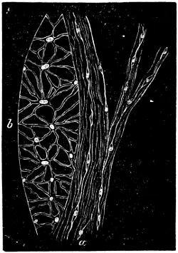Fig 43 Durchschnitt aus der halbmondförmigen Bandscheibe Cartilago - фото 25