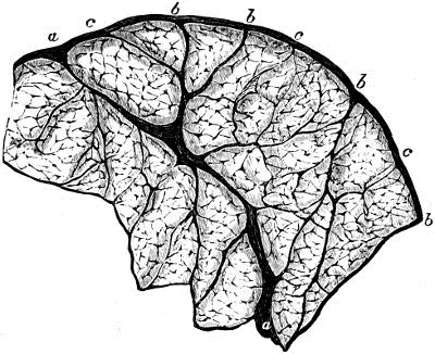 Fig 44 Querschnitt aus der AchillesSehne eines Erwachsenen Von der - фото 26