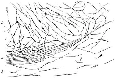 Fig 45 Querschnitt aus dem Innern der AchillesSehne eines Neugebornen a die - фото 27