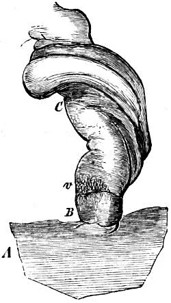 Fig 49 Das abdominale Ende des Nabelstranges eines fast ausgetragenen Kindes - фото 28