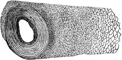 Fig 50 Querdurchschnitt durch einen Theil des Nabelstranges Links sieht man - фото 29