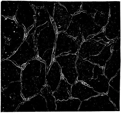 Fig 51 Querdurchschnitt vom Schleimgewebe des Nabelstranges das Maschennetz - фото 30
