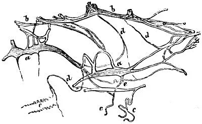 Fig 52 Elastische Netze und Fasern aus dem Unterhautgewebe vom Bauche einer - фото 31