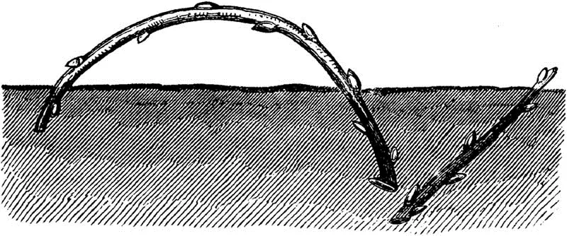 Fig 1FRENCH AND COMMON MODES OF SETTING CUTTINGS It has already been stated - фото 1