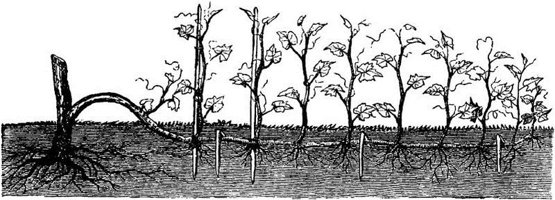 Fig 3PROPAGATING THE GRAPE BY LAYERING Fig 4LAYERING THE QUINCE Fig - фото 2