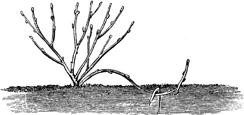 Fig 4LAYERING THE QUINCE Fig 5STOOL LAYERING THE QUINCE Quinces are - фото 3
